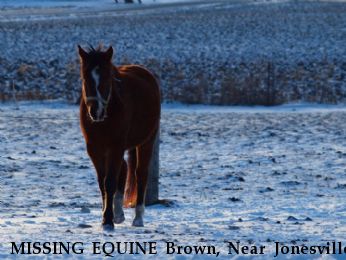 MISSING EQUINE Brown, Near Jonesville, MI, 49250